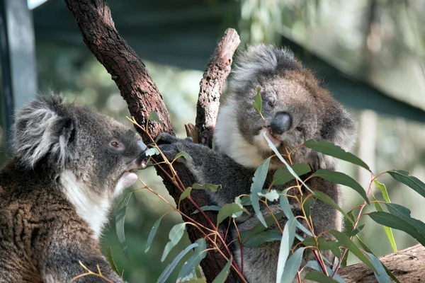 Two Young Koalas Were Saved Bush Fires — Stock Photo, Image
