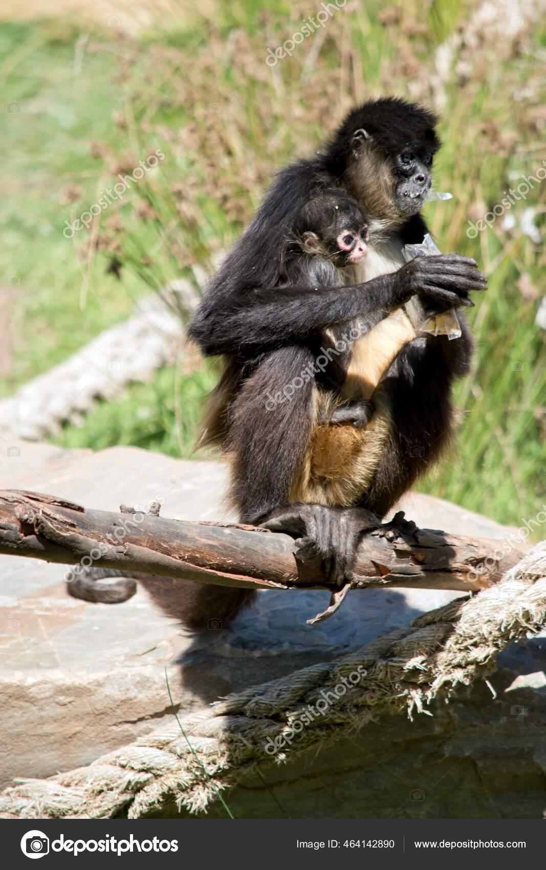 Joven Mono Araña Está Siendo Abrazado Mientras Madre Está Comiendo — Foto  de stock #464142890 © ozflash, image size:1067x1700