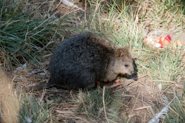 Kuokka 'nın kulaklarının etrafında bronzlaşmış gri kürkü, uzun bir kuyruğu ve kahverengi gözleri vardır.
