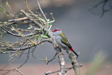 Kırmızı kaşlı ispinozun gri bir gövdesi vardır. Yeşil kanatları, kırmızı gagası ve gözlerinin üzerinde kırmızı.