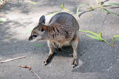 Tammar valabisi gri ve paslı, beyaz çene çizgileri var.