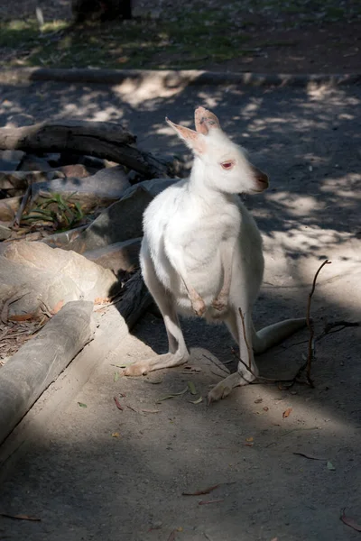 白化西部灰袋鼠是白色的 有粉红的耳朵 鼻子和爪子 — 图库照片