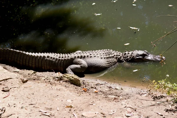 Questa Una Vista Laterale Alligatore Americano — Foto Stock
