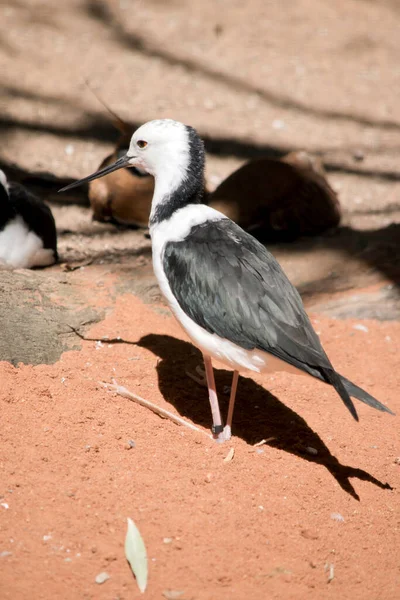 Der Schwarze Geflügelte Stelzenläufer Sitzt Seine Langen Beine Sind Vor — Stockfoto