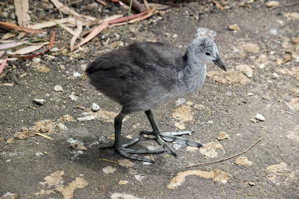 Eurasian Coot 병아리 먹이를 — 스톡 사진