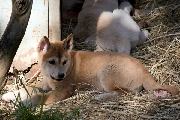 Gouden Dingo Pup Kijkt Naar Zijn Omgeving — Stockfoto