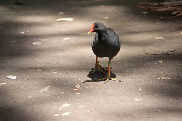 黄色の先端を持つオレンジ色のくちばしを持つ黒い海鳥です — ストック写真