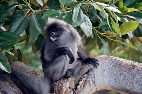 黒い葉の猿には灰色の毛と白い目の輪とピンクの口があり — ストック写真