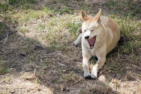 Den Gyllene Dingo Vit Och Gyllene Med Svart Näsa Och — Stockfoto