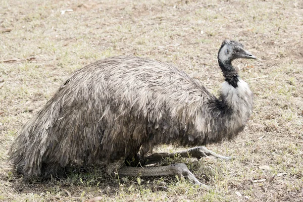 Este Primer Plano Australiano — Foto de Stock