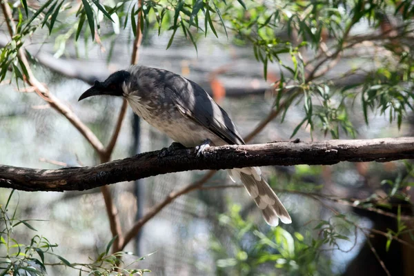 Oiseau Frère Est Perché Dans Arbre — Photo