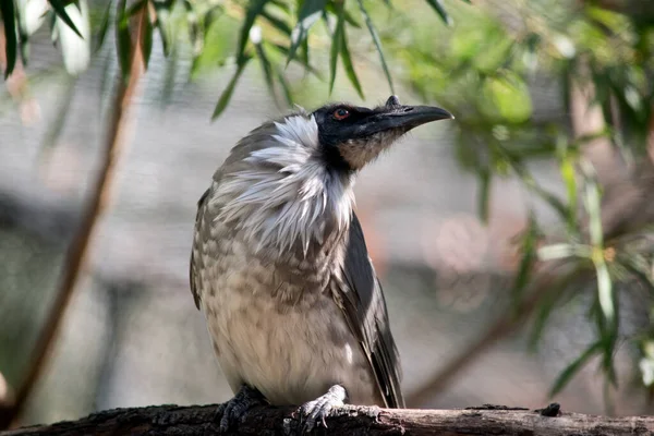 Pájaro Fraile Está Posado Árbol —  Fotos de Stock