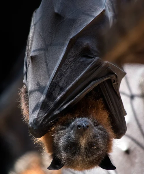 Νυχτερίδες Φρούτων Είναι Μαύρες Μαυρισμένες Και Γκρίζες — Φωτογραφία Αρχείου