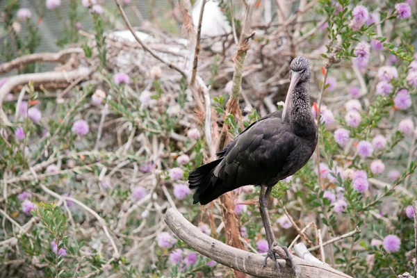 Ibis Brillant Est Oiseau Haute Mer Avec Long Bec — Photo