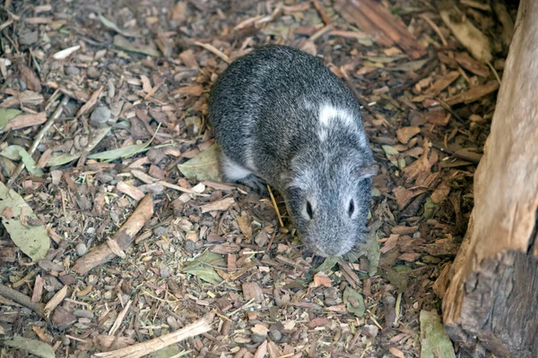 Cavia Sta Cercando Cibo — Foto Stock