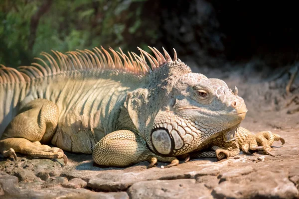 Iguana Verde Iguana Iguana Conosciuta Anche Come Iguana Americana Iguana — Foto Stock