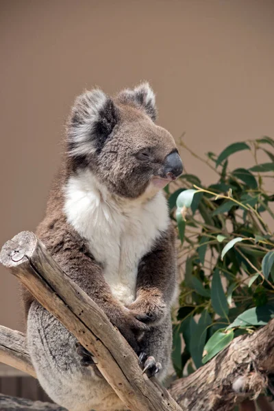 Koala Egy Szürke Barna Erszényes Fehér Bolyhos Fülek — Stock Fotó