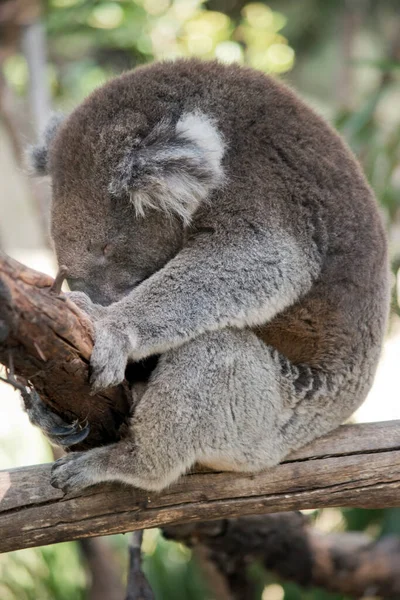 Koala Marsupiale Grigio Bianco Che Sale Sugli Alberi — Foto Stock