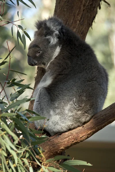 Der Alte Koala Ruht Schatten — Stockfoto