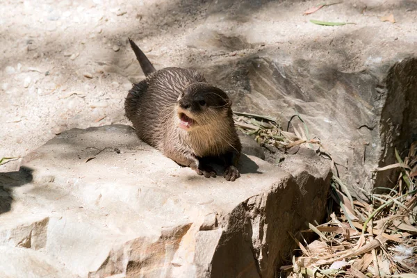 Der Kleine Krallenotter Hat Das Maul Offen — Stockfoto