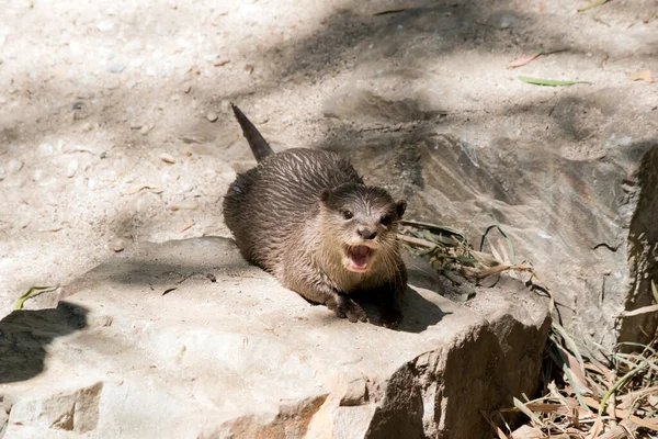 Small Clawed Asian Otter Has His Mouth Open — Stock Photo, Image