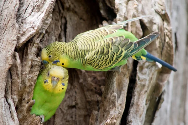 Parakeets Have Green Body Yellow Head — Stock Photo, Image