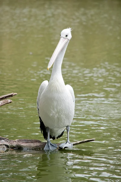 Pelikán Černý Bílý Mořský Pták — Stock fotografie