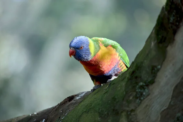 Regnbågens Lorikeet Färgglatt Med Orange Näbb Grön Gul Blå Och — Stockfoto