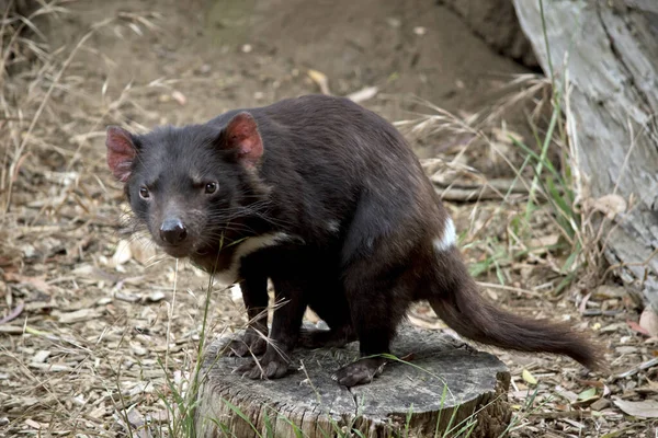 Diablo Tasmania Marsupial Negro Vicioso Que Camina Sobre Patas — Foto de Stock