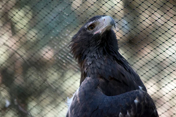 Aquila Coda Cuneo Principalmente Nero Marrone Con Poche Piume Bianche — Foto Stock