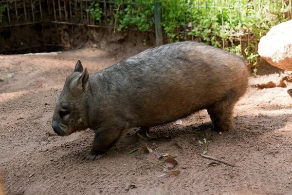 Hairy Nosed Wombat Has Sharp Claws Digging Brown Color Walks — Stock Photo, Image