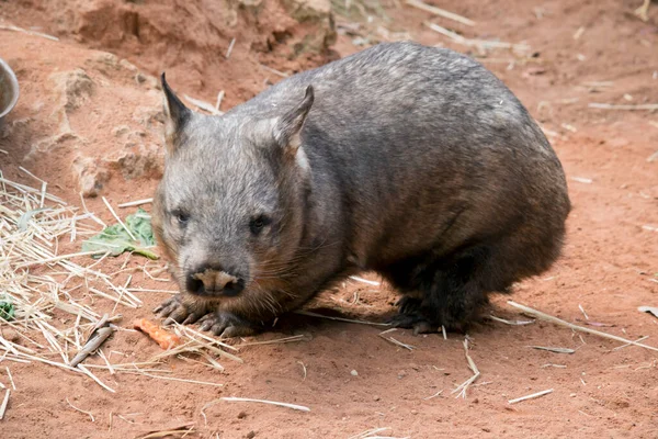 Hairy Nosed Wombat Has Sharp Claws Digging Brown Color Walks — Stock Photo, Image