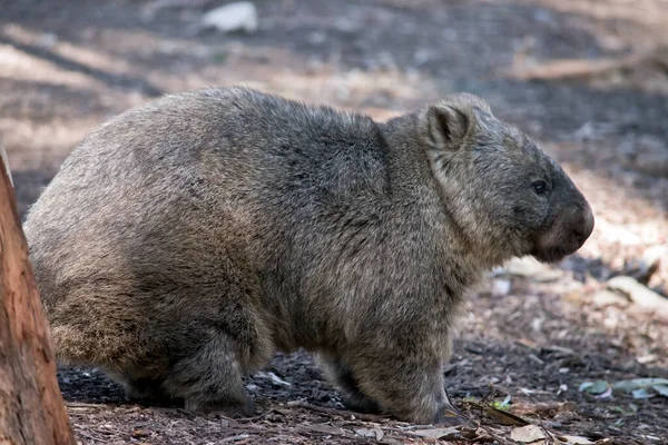 Detta Sida Syn Vanlig Wombat — Stockfoto