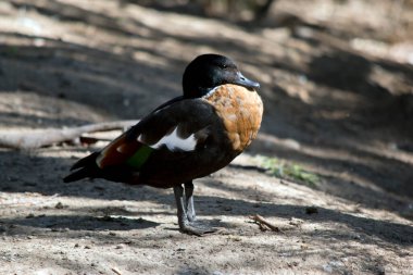 Bu Avustralya kabuklu ördeğinin yan görüntüsü.