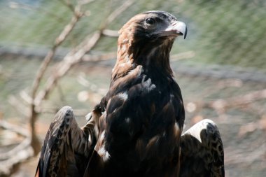 Siyah göğüslü akbaba, kahverengi ve siyah tüylü büyük bir yırtıcıdır.