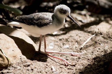 Siyah kanatlı stil Toprağın üzerinde duruyor
