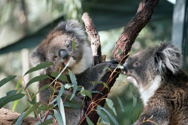 İki genç koala orman yangınından kurtarıldı.