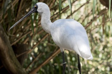 Kraliyet kaşığı kaşığa benzeyen siyah gagalı büyük beyaz bir kuştur.