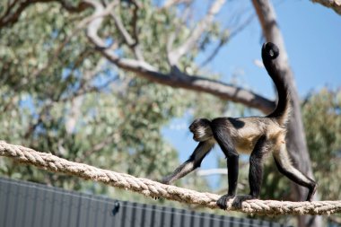 Bu bir örümcek maymunun yan görüntüsü.