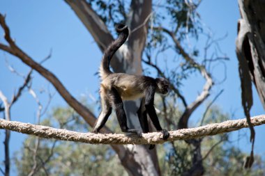 Örümcek maymunun siyah ve bronz kürkü var. Dengesini korumak için kullandığı uzun bir kuyruğu var.