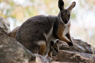 Sarı ayaklı kaya valabisi gri, beyaz ve bronz keseli siyah pençeli ve uzun kuyruklu.