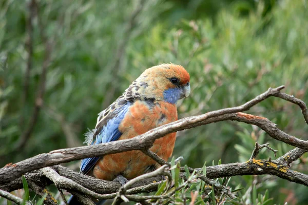 Adelaide Rosella Has Red Body Blue Tail Blue Cheeks — Stock Photo, Image