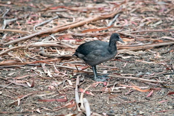 Chica Euraisan Coot Está Buscando Comida —  Fotos de Stock