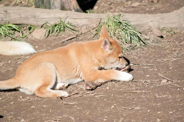 Cachorro Dingo Dourado Tem Semanas Idade — Fotografia de Stock