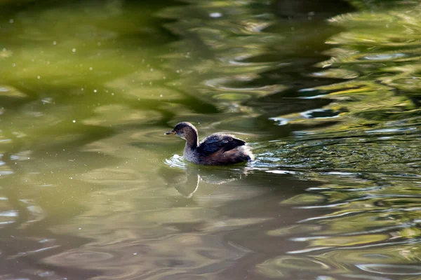 Dies Ist Eine Kleine Graue Braune Und Weiße Ente — Stockfoto