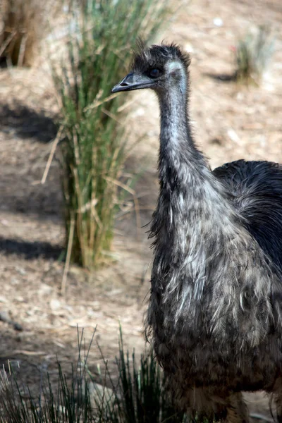 Emú Australiano Pájaro Alto Sin Vuelo Bronceado Marrón Negro — Foto de Stock