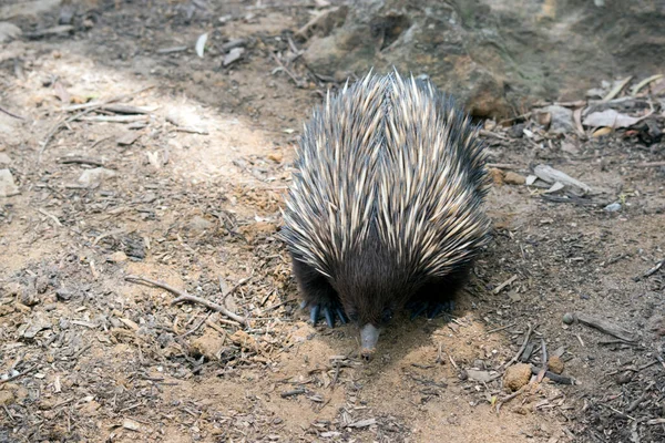 Australijska Ekidna Jest Podobna Amerykańskiego Zjadacza Mrówek Ciemnobrązowe Brązowe Kolce — Zdjęcie stockowe