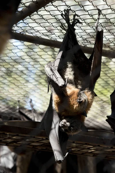 Fruit Bats Hanging Wire Mesh — Stock Photo, Image