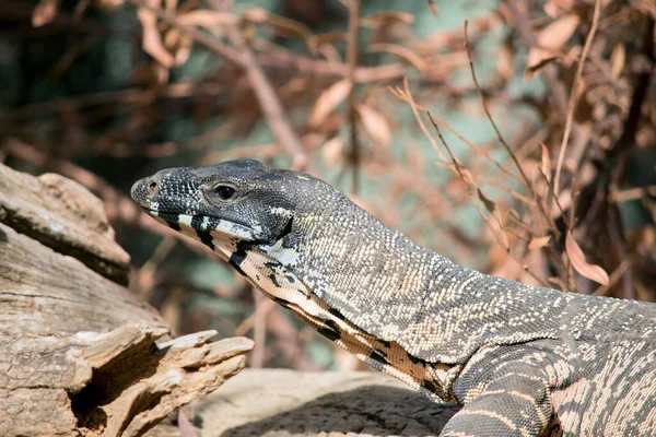 the lace monitor lizard can climb trees, it is black and white.