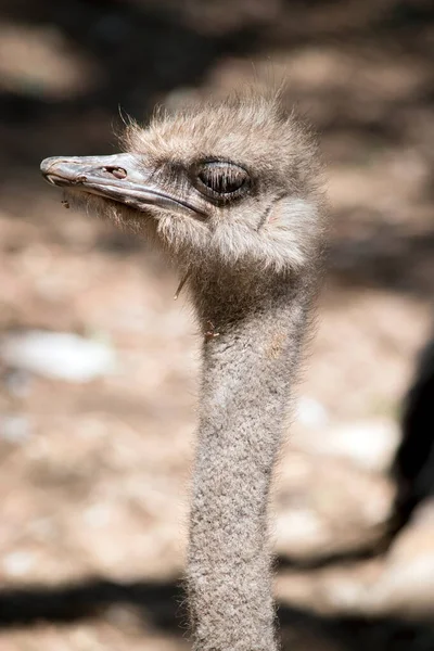 Der Strauß Hat Einen Langen Schmalen Hals Hat Auch Lange — Stockfoto